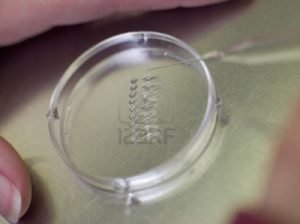 3208120-embryologist-putting-sample-into-petri-dish-selective-focus