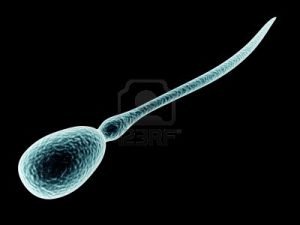 9198494-a-sperm-cell-3d-rendered-illustration-isolated-on-black
